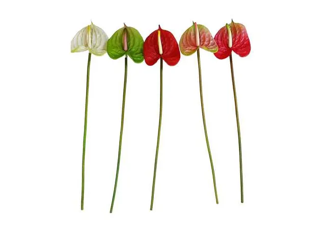 Flores y árboles decorativos, color rojo, modelo 100143