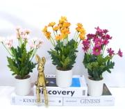 Bonsái decorativo, 29 cm, 7,5 cm, 8,5 cm, modelo 147702