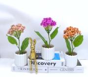 Bonsái decorativo, 25 cm, 8 cm, 10 cm