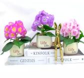 Bonsái decorativo, 20 cm, 7 cm, 10,5 cm