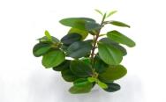 Bonsái decorativo, 30 cm, 8 cm, modelo 147755