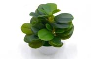 Bonsái decorativo, 28 cm, 8,5 cm, modelo 147756