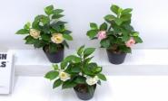 Bonsái decorativo, 31 cm, 9 cm, modelo 147758