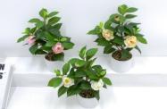 Bonsái decorativo, 31 cm, 7,5 cm, modelo 147759