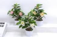 Bonsái decorativo, 32 cm, 9 cm, modelo 147760