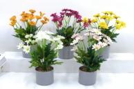 Bonsái decorativo, 28 cm, 8,5 cm, modelo 147765