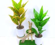 Bonsái decorativo, 42 cm, 9,5 cm, color verde