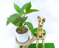 Bonsái decorativo, 25 cm, 7,5 cm, color verde, modelo 148001